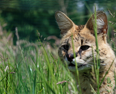 進口活動物、瀕危物種引進_代理報關|進口清關|國際物流|國際運輸|國際貨運代理|北京揚睿國際貨運代理有限公司